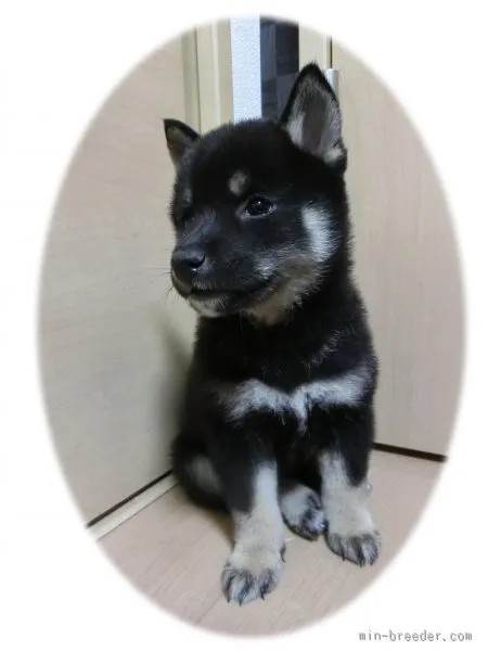 群馬県民 様のお迎えした子犬