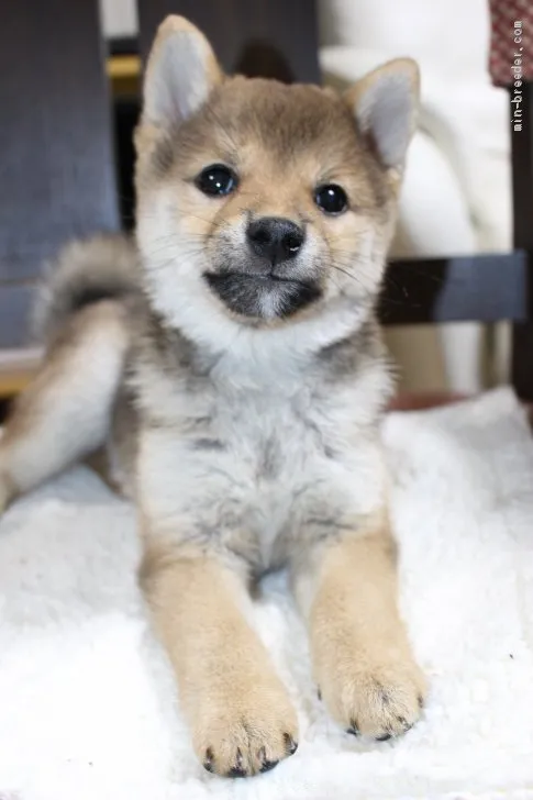 ID：1909-02612の子犬