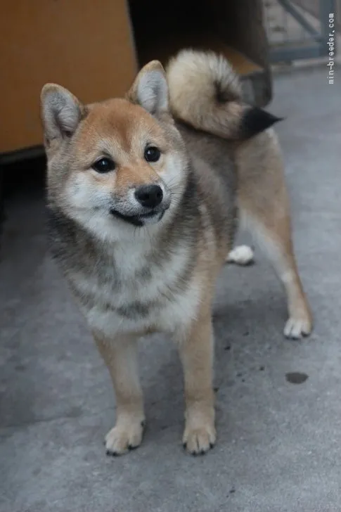 D.Y 様のお迎えした子犬