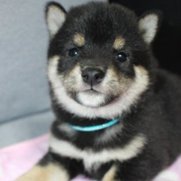 柴犬(豆柴)【鹿児島県・男の子・2023年1月30日・黒】の写真「両親先祖代々伝わる豆柴犬です。」