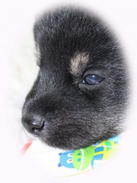 柴犬(豆柴)【鹿児島県・男の子・2016年1月25日・黒】の写真「白と黒のコントラストが最高です。」