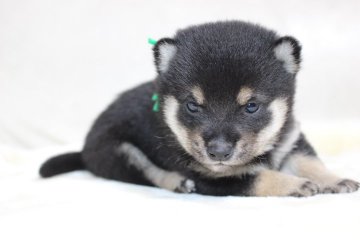 柴犬(豆柴)【鹿児島県・男の子・2021年1月13日・黒】の写真「両親先祖代々伝わる豆柴犬です。」