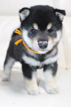 柴犬(豆柴)【鹿児島県・男の子・2021年8月27日・黒】の写真「両親先祖代々伝わる豆柴犬です。」