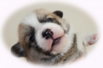 ウェルシュ・コーギー・ペンブローク【鹿児島県・男の子・2016年3月12日・レッド&ホワイト】の写真「フレーズ有りで、とっても可愛いですよ。」