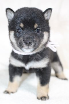 柴犬(豆柴)【鹿児島県・女の子・2021年1月13日・黒】の写真「両親先祖代々伝わる豆柴犬です。」