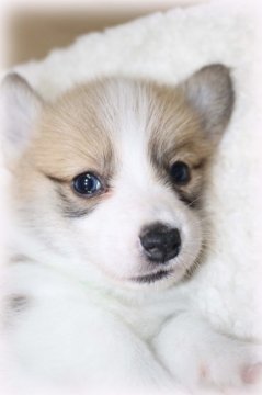 ウェルシュ・コーギー・ペンブローク【鹿児島県・男の子・2016年3月12日・レッド&ホワイト】の写真「フレーズありでとっても可愛いですよ。」