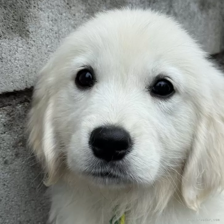 ID:2505-06348の子犬