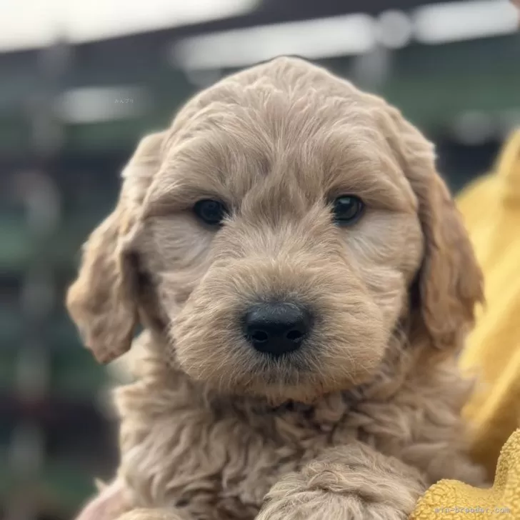 ID：2501-07551の子犬