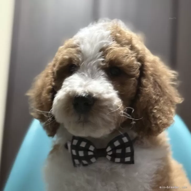 ID:2412-03184の子犬