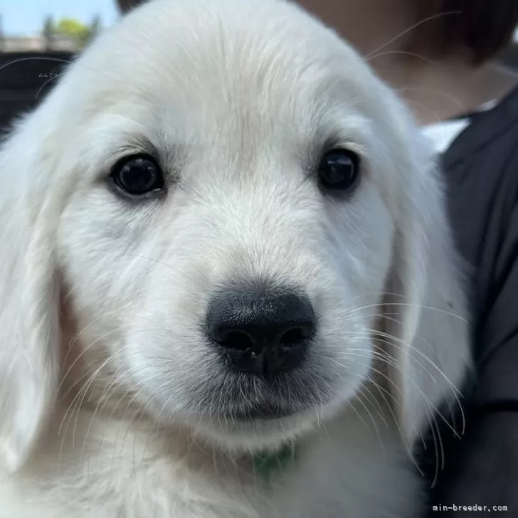 ID:2505-03068の子犬