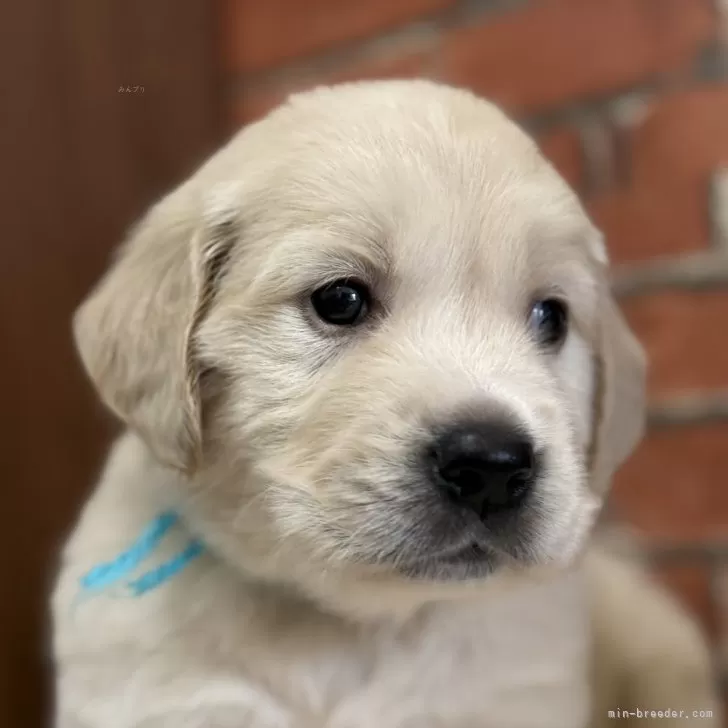 ID：2412-00266の子犬