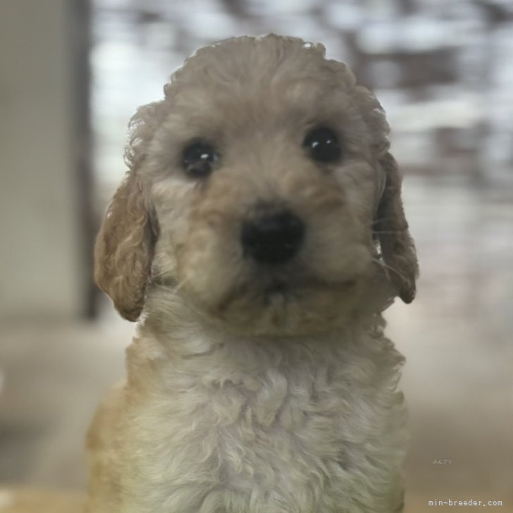 ブリーダー画像