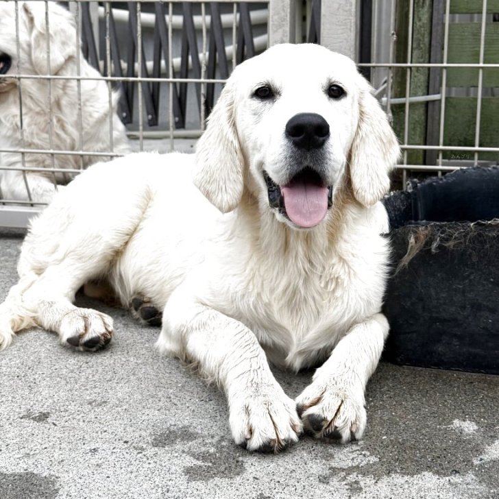 ブリーダー画像