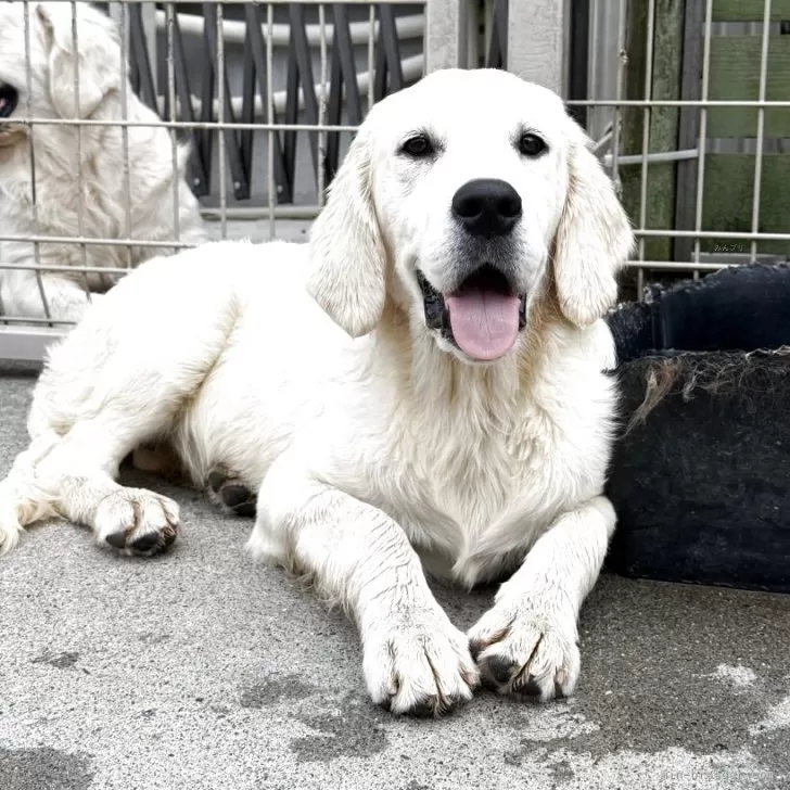 ゴールデンレトリバー【和歌山県・女の子・2025年3月25日・クリーム】の写真1