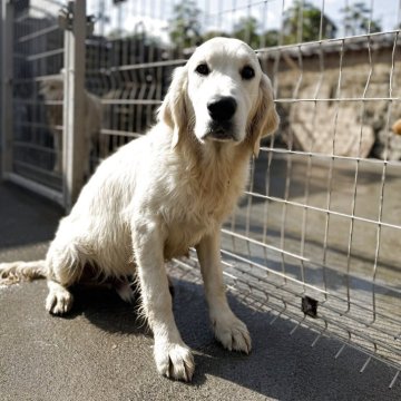 ゴールデンレトリバー【和歌山県・男の子・2025年3月25日・クリーム】の写真「両親ヨーロッパ輸入犬」