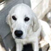 ゴールデンレトリバー