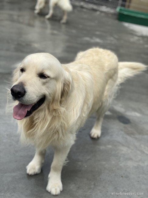 ゴールデンレトリバー【・男の子・2018年1月23日・クリーム】