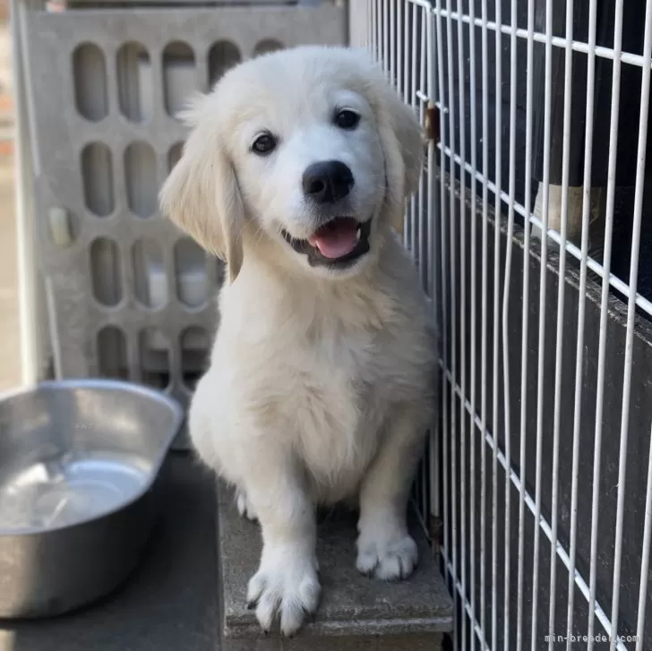 ID:2406-01144の子犬