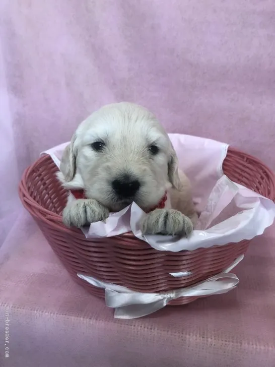 ID:1910-03191の子犬