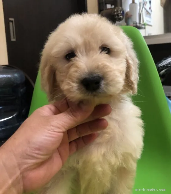 ID:1904-01434の子犬