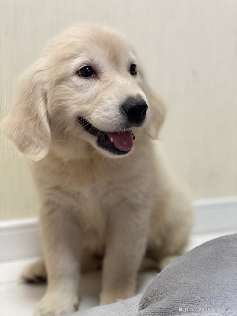 ゴールデンレトリバー 和歌山県 女の子 21年4月15日 クリーム クリームの女の子 みんなのブリーダー 子犬id 2106 006 ゴールデンレトリバー 和歌山県 女の子 21年4月15日 クリーム クリームの女の子 みんなのブリーダー 子犬id 2106 006