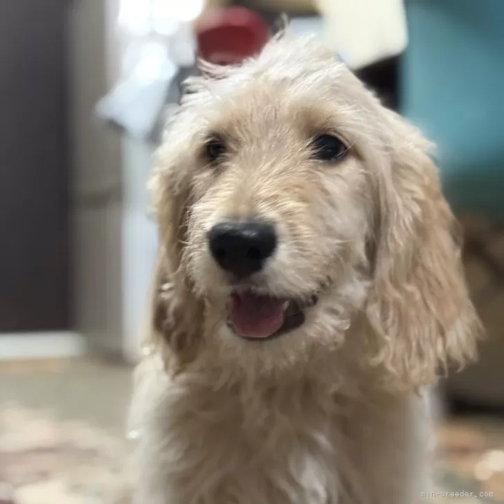 ID:2410-01723の子犬