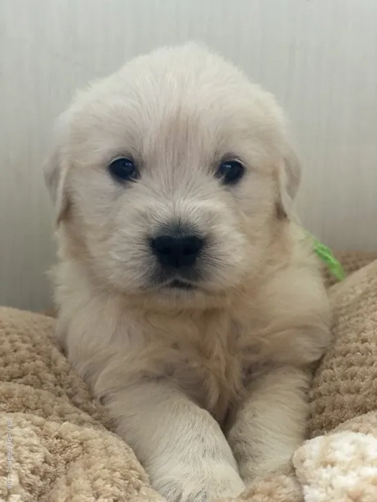 ID：2104-01937の子犬