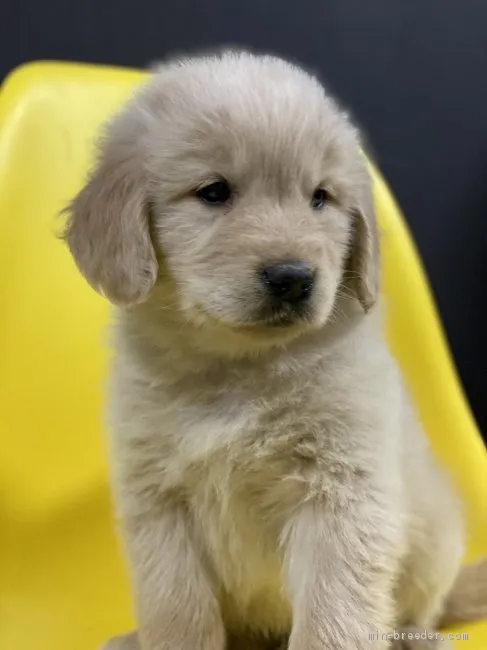 ID：2102-00937の子犬