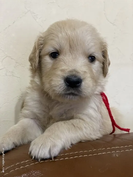 ID:2005-01086の子犬