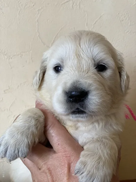 ID:2005-00904の子犬