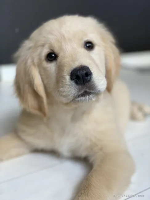 ID:2203-02491の子犬