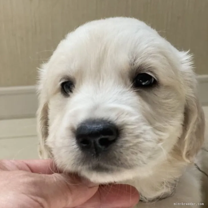 ID:2305-03764の子犬