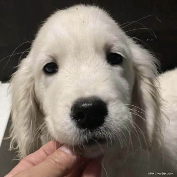 ID：2310-05583の子犬