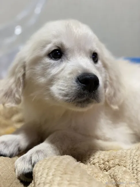 ID:2203-01763の子犬