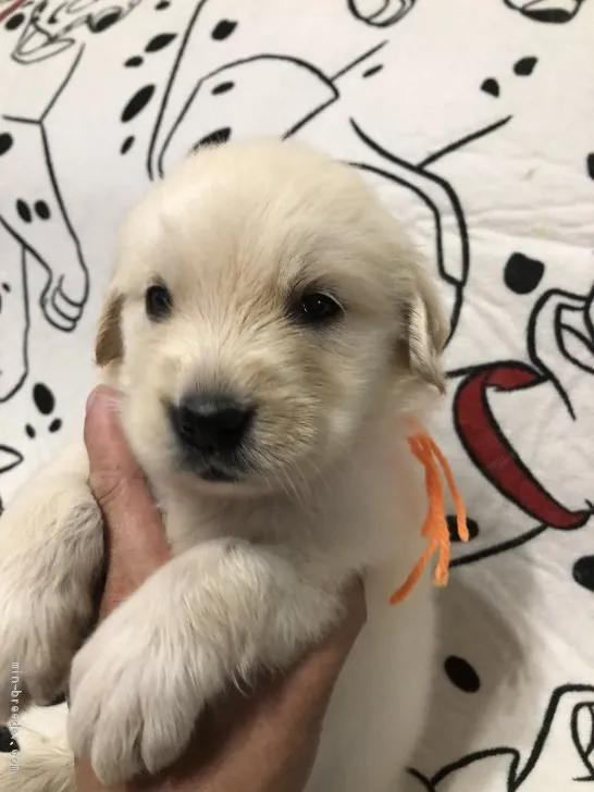 ID:1909-03295の子犬