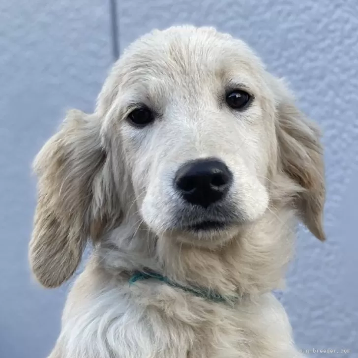 ID：2312-06652の子犬