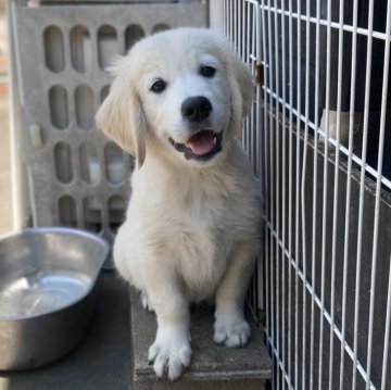ゴールデンレトリバー【和歌山県・男の子・2024年3月18日・クリーム】の写真「両親　海外輸入犬　イングリッシュゴールデン」