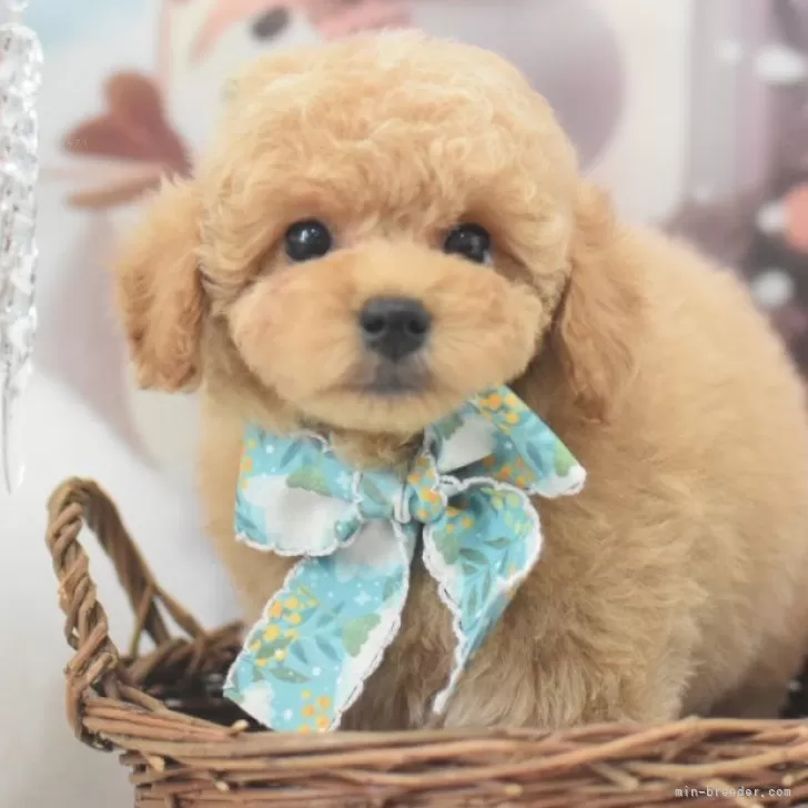 ID：2411-03971の子犬