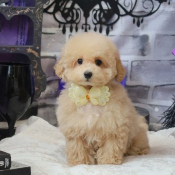 トイプードル(タイニー)【広島県・女の子・2025年7月22日・ペールフォーン】の写真「コロコロした可愛い女の子♡」