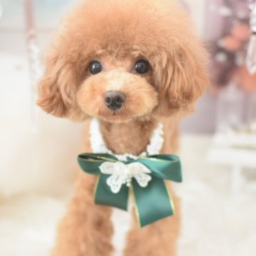 トイプードル(タイニー)【広島県・男の子・2023年3月24日・レッド】の写真「もうすぐ2歳⭐︎控えめな性格の男の子です」