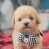 タイニープードル