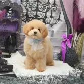 トイプードル(トイ)