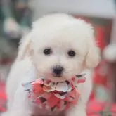 ティーカッププードル