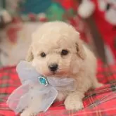 タイニープードル