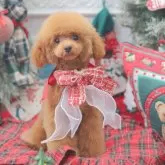 タイニープードル