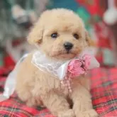 タイニープードル