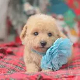 タイニープードル