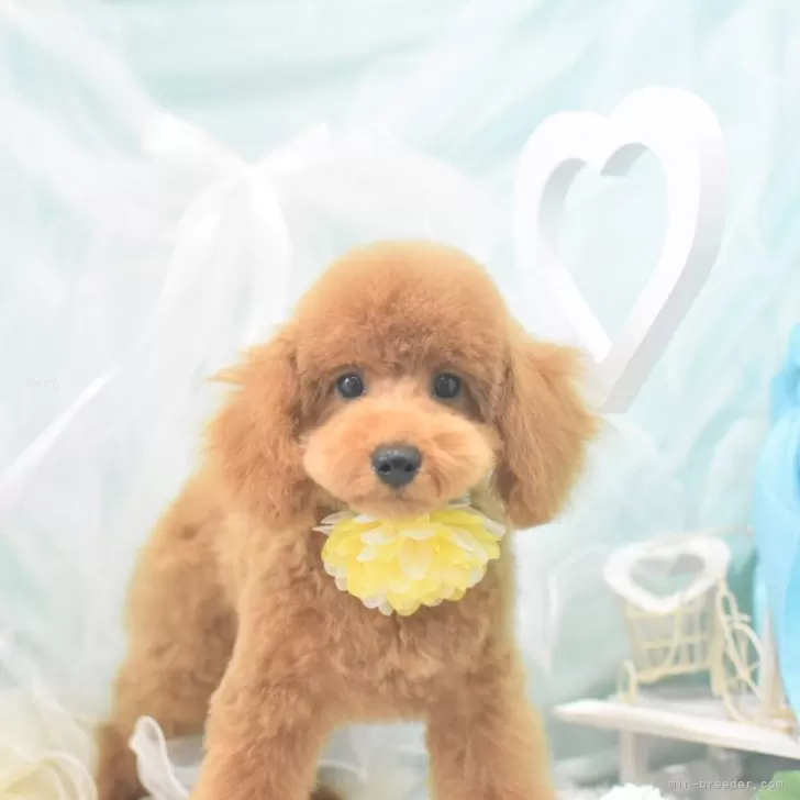 ID:2404-06611の子犬