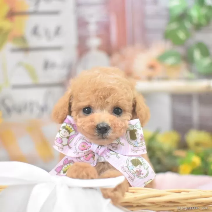 ID：2408-07995の子犬