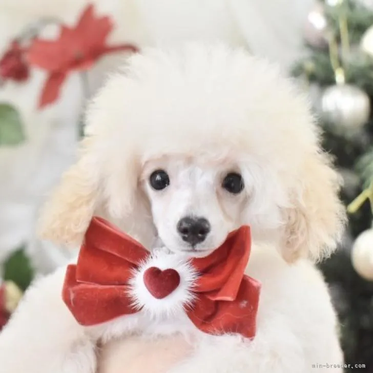 ID：2210-04321の子犬